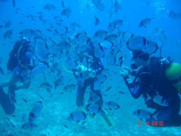 divers in deep water with undersea life