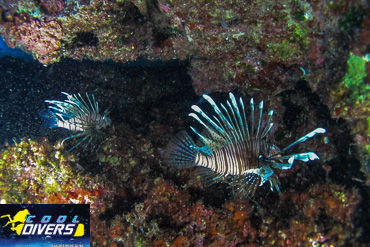 undersea life